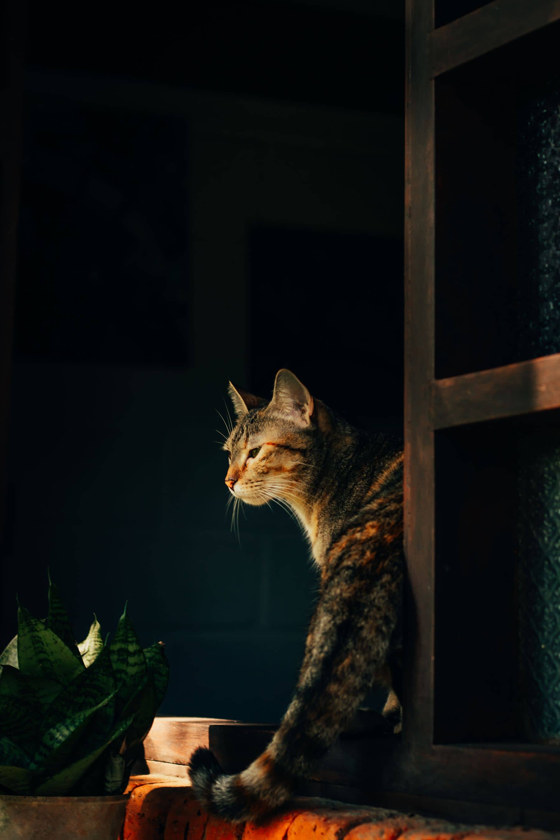 Getigerte Katze beobachtet aufmerksam durch ein geöffnetes Fenster