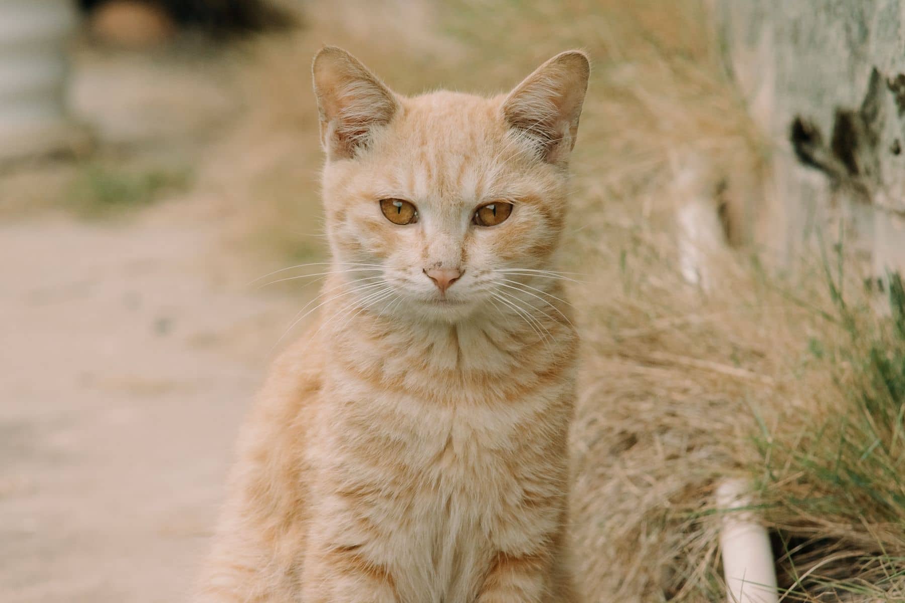 Rote Katze sitzt aufmerksam in einer sonnigen Wiese