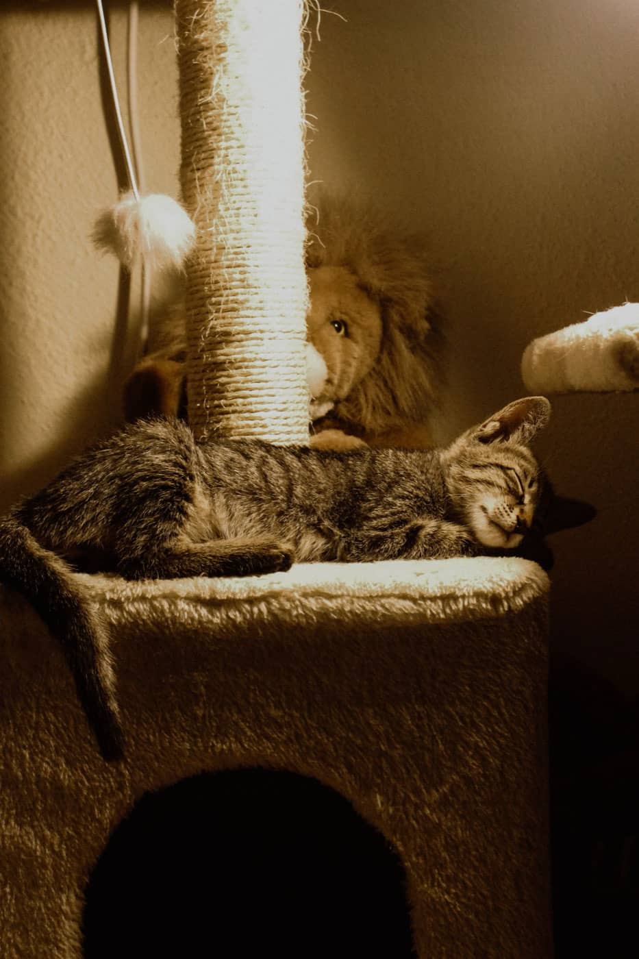 Getigerte Katze schläft auf der obersten Etage eines Kratzbaums mit Sisalstamm