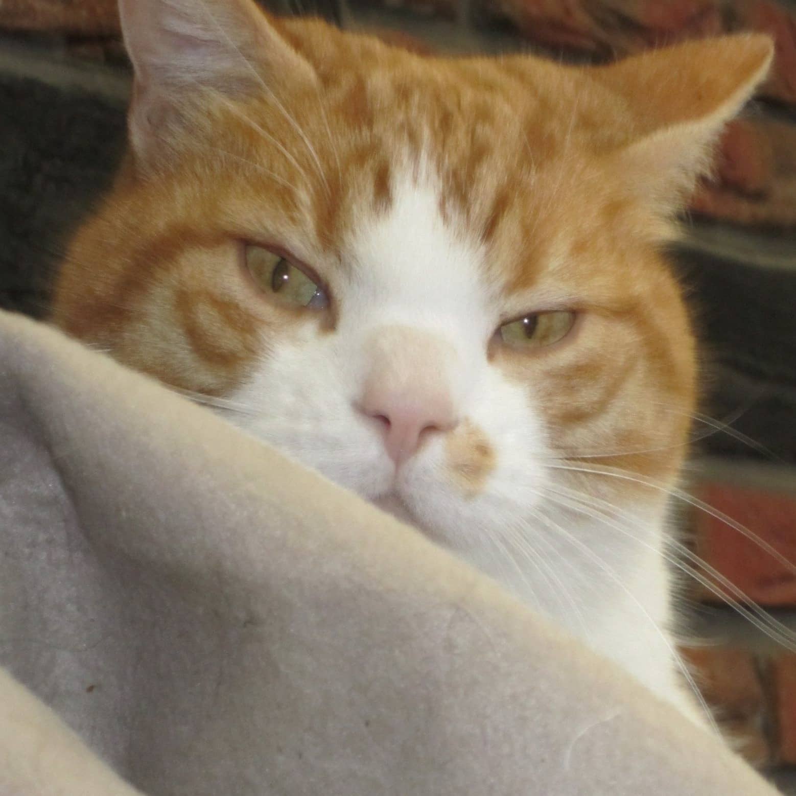 Rot-weiße Katze aus unserer Pension liegt in einer hellen Decke und blickt ruhig in die Kamera