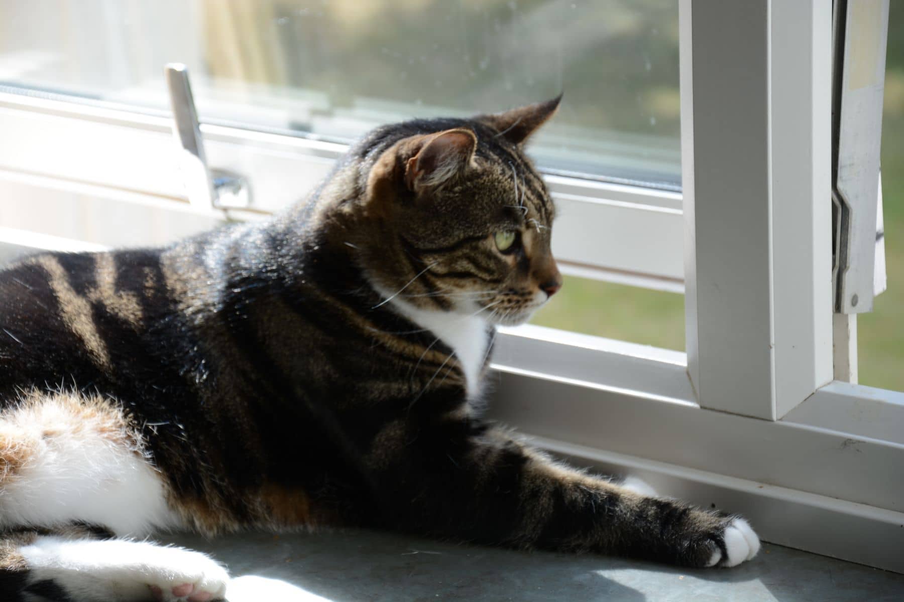 Getigerte Katze liegt ausgestreckt an einem sonnigen Fenster und schaut ins Grüne