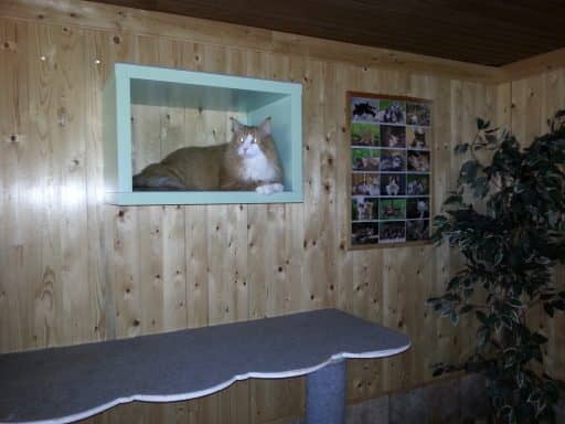 Haus 1, Einzelhaltung 3: rote Katze in einer Wandnische