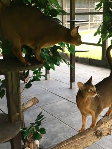 Haus 2, Außenbereich 2: rotbraune Katze unter einem Podest