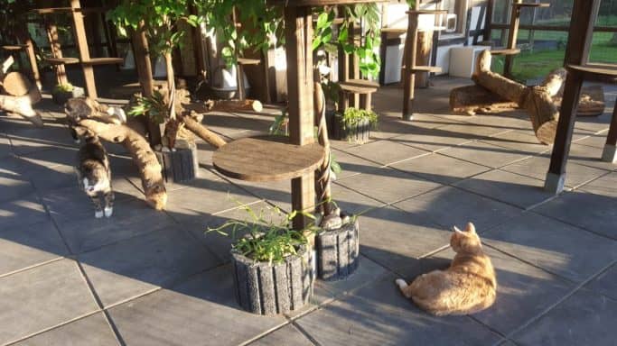 Haus 2, Außenbereich 2: mehrere Katzen auf Podesten in der Sonne