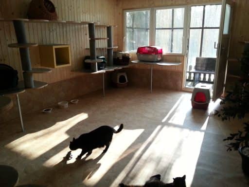 Haus 2, Innenbereich: schwarze Katze vor den Wandregalen