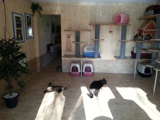 Haus 2, Innenbereich: eine Reihe Katzenklos neben einer Kunstpflanze