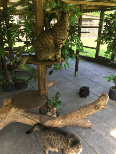 Haus 2, Außenbereich 2: getigerte Katze oben auf dem großen Kratzbaum