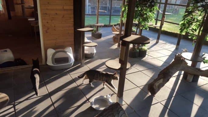 Haus 2, Außenbereich 2: Terrasse mit Näpfen und drei Katzen