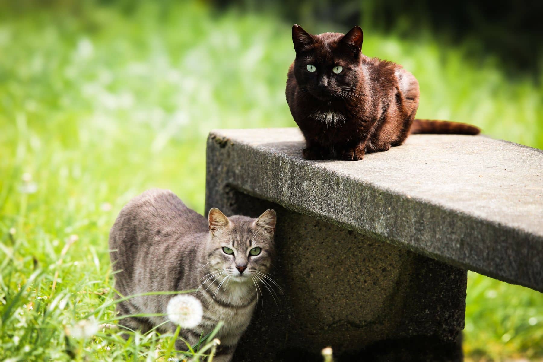 Zwei Katzen im Grünen: eine auf einer Steinbank, eine daneben im Gras