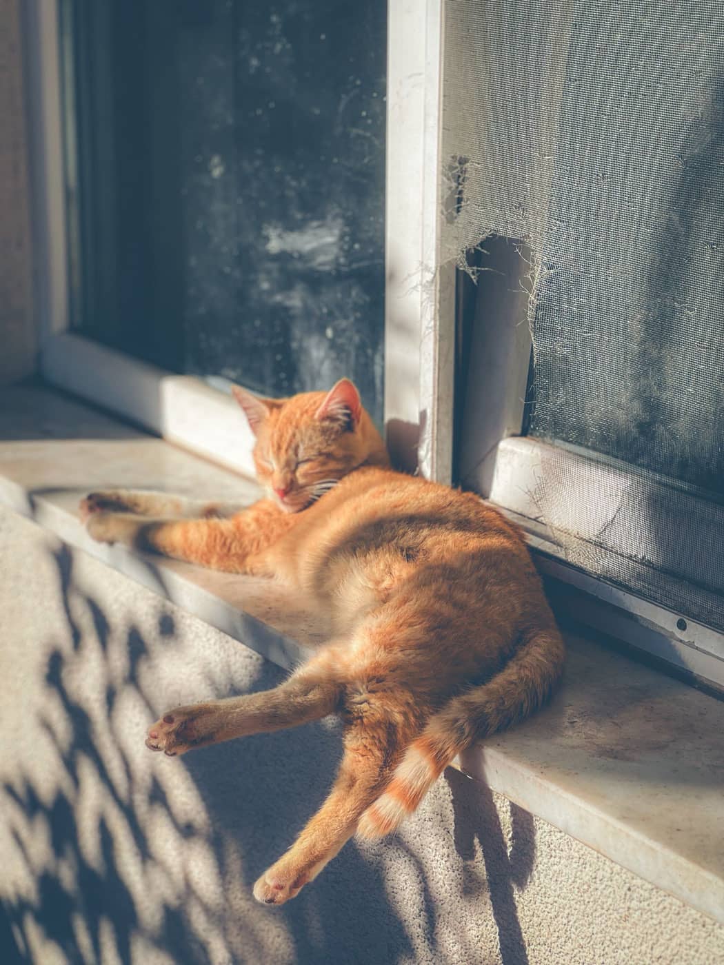 Rote Katze liegt allein und entspannt auf einer breiten Fensterbank