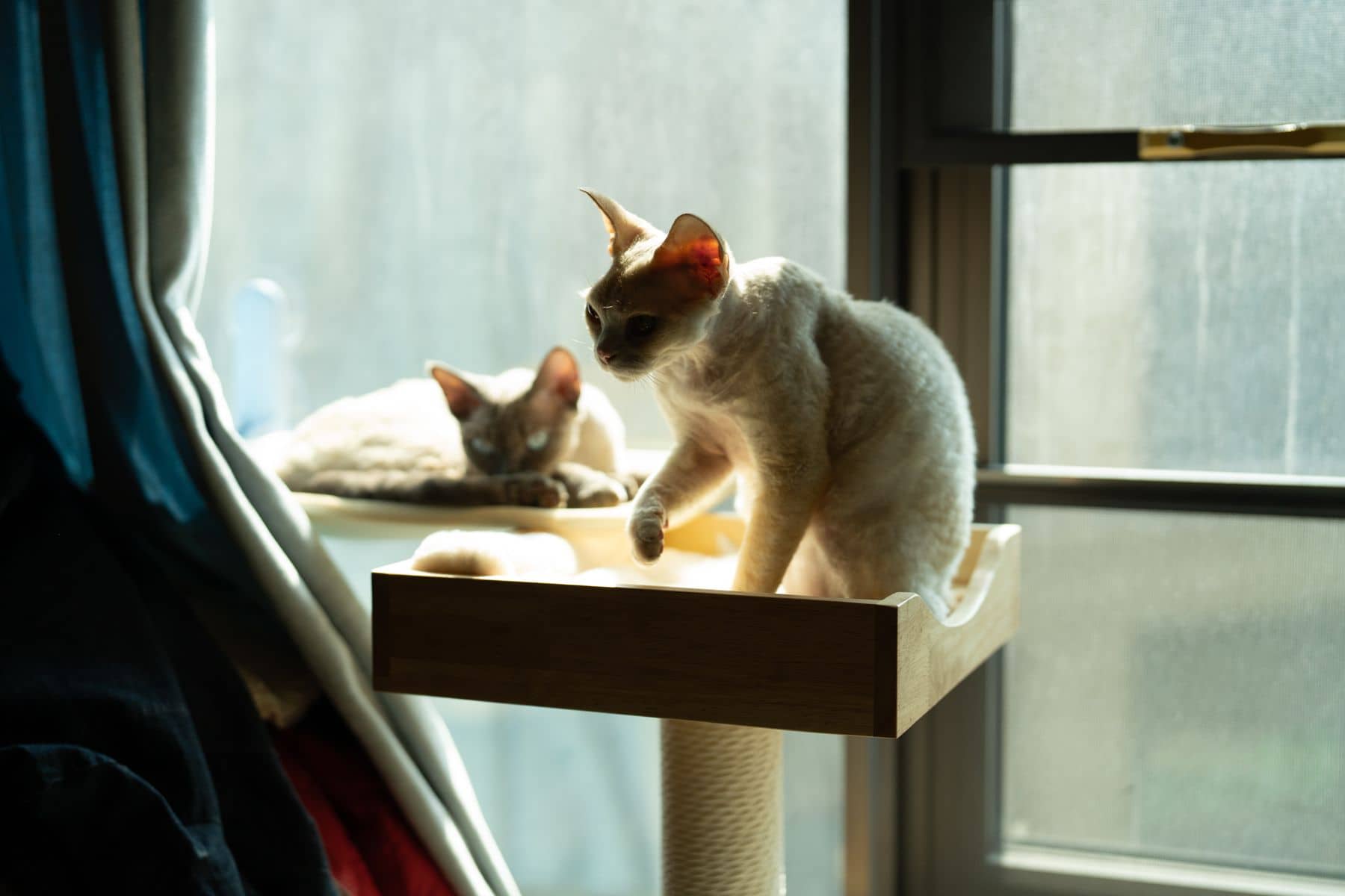 Zwei helle Katzen auf einem Wandbrett am Fenster, eine davon im Sprung