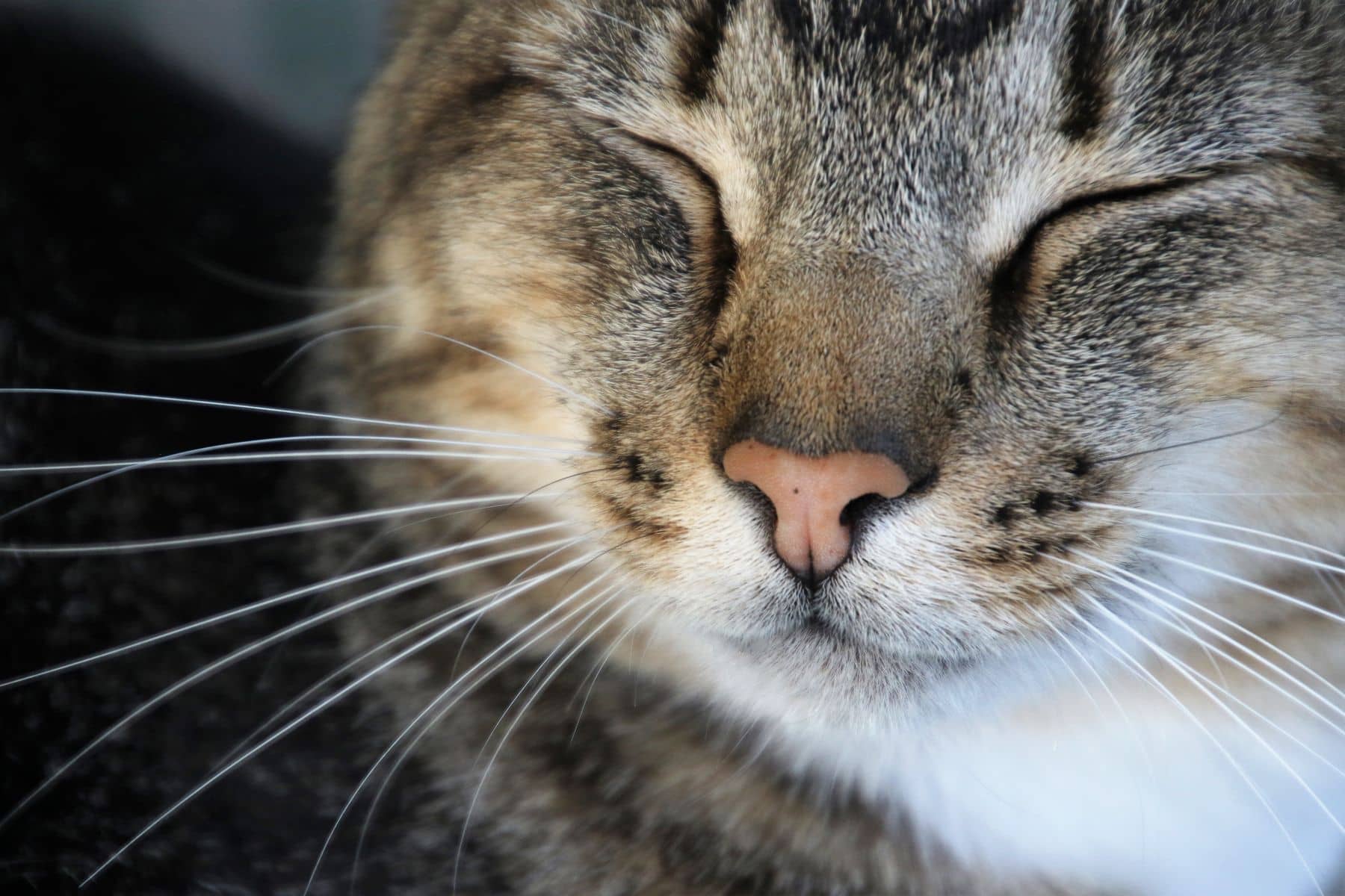 Nahaufnahme einer schlafenden getigerten Katze