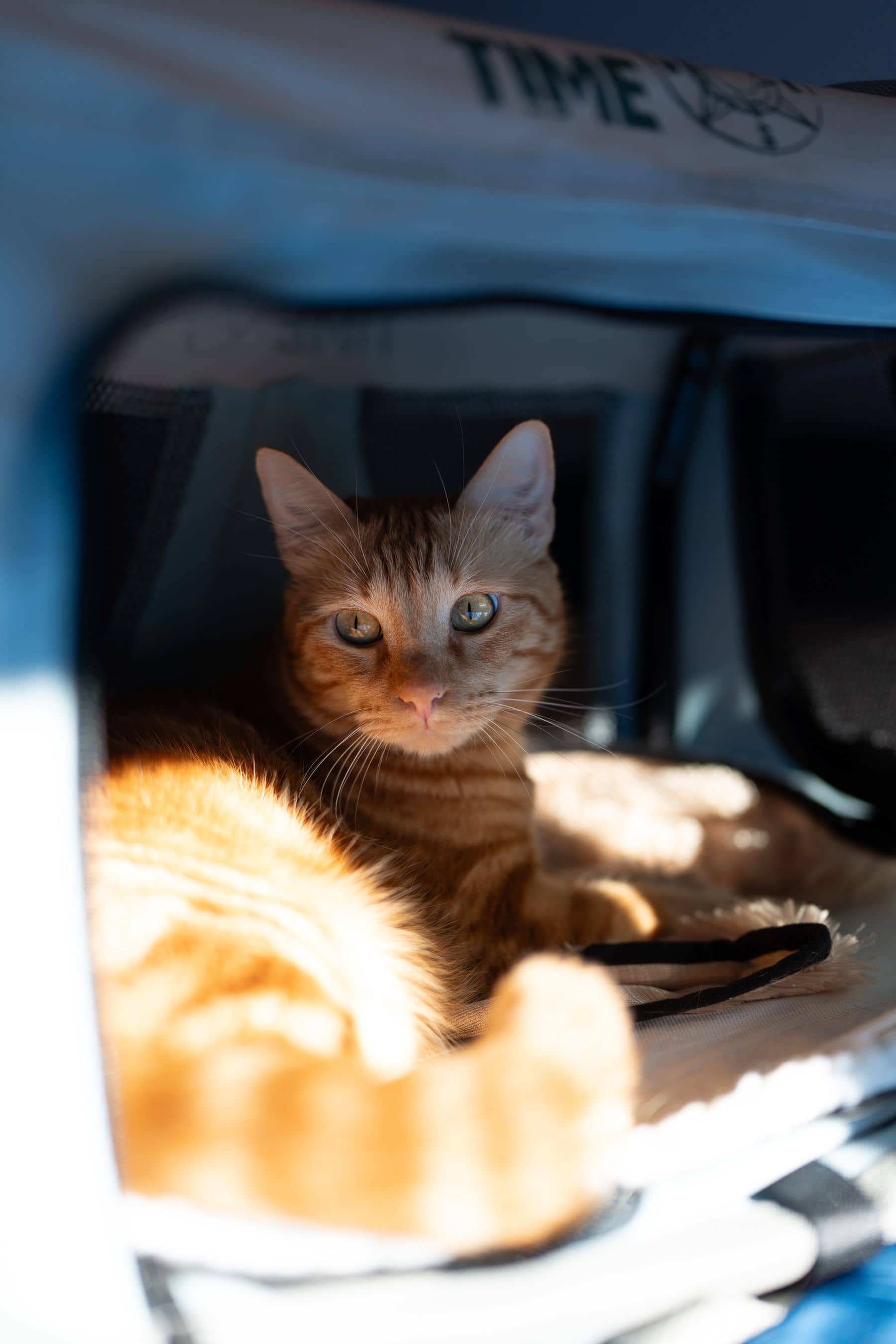 Rote Katze liegt ruhig in einer geöffneten Transporttasche